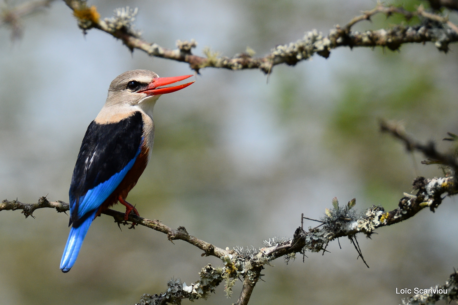 Martin-chasseur à tête grise/Grey-headed Kingfisher (3)