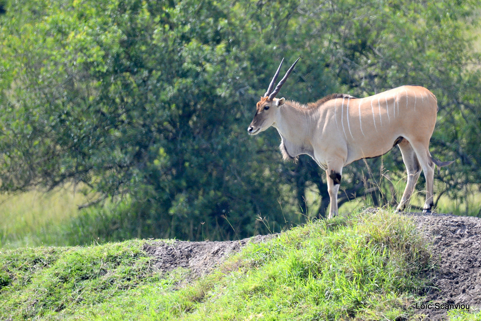 Eland du Cap/Common Eland (2)