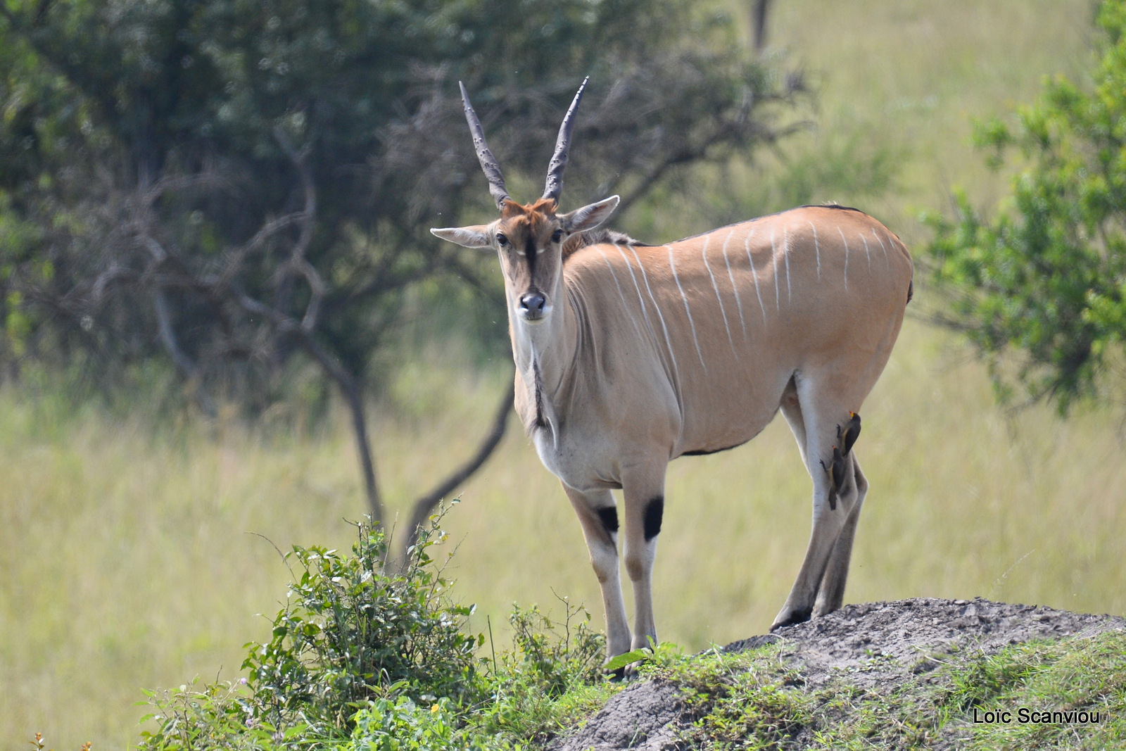 Eland du Cap/Common Eland (3)