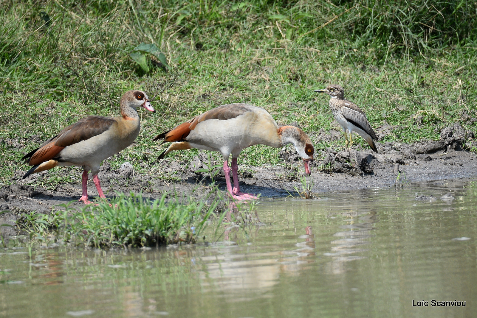 Ouette d'Egypte/Egyptian Goose (1)