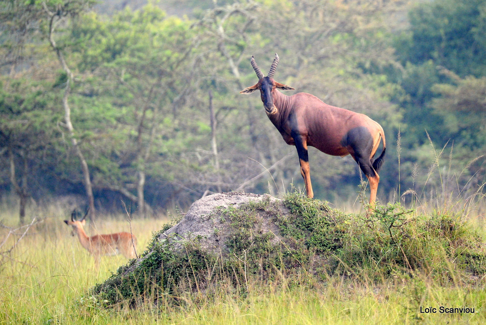 Damalisque/Topi (1)