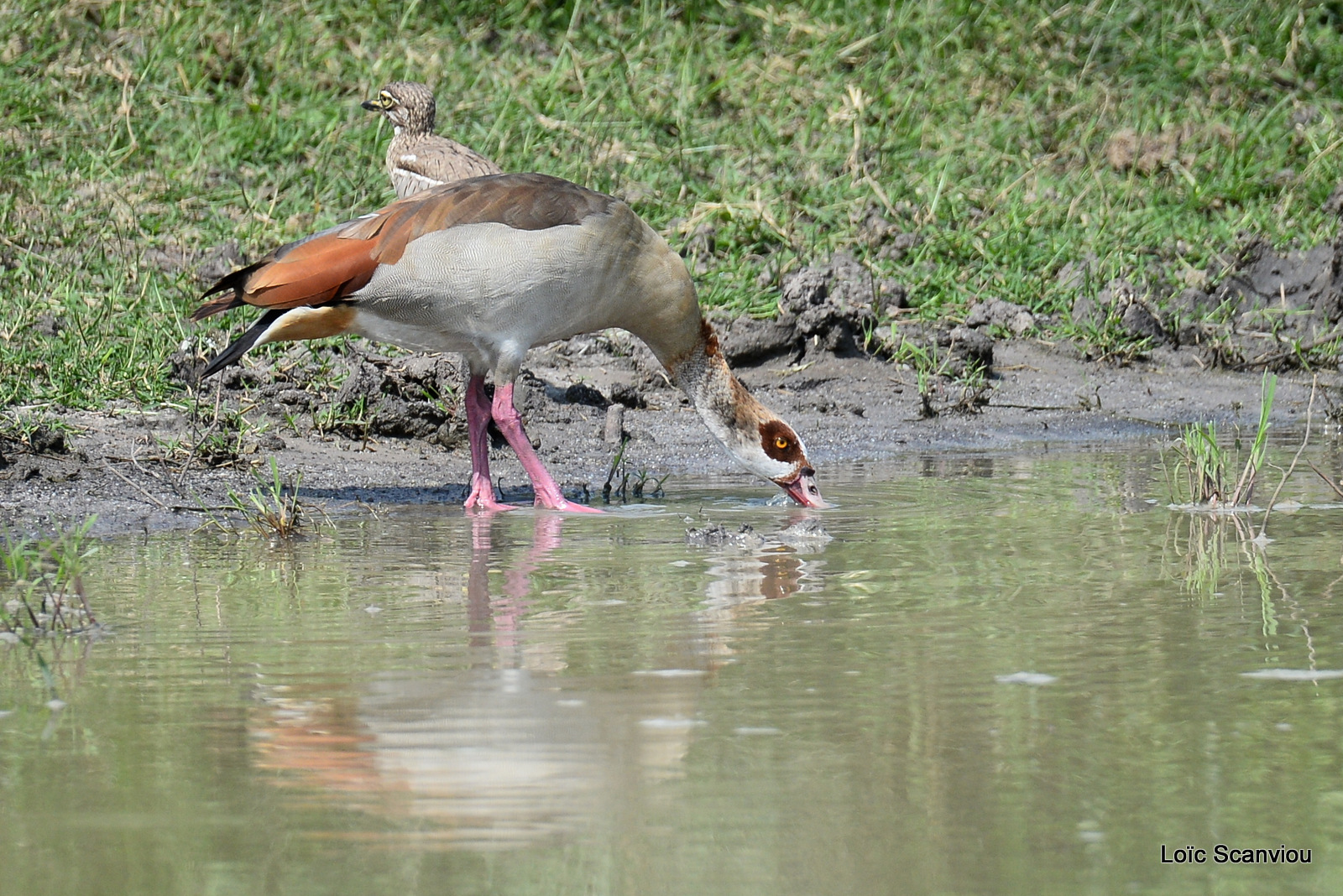 Ouette d'Egypte/Egyptian Goose (2)