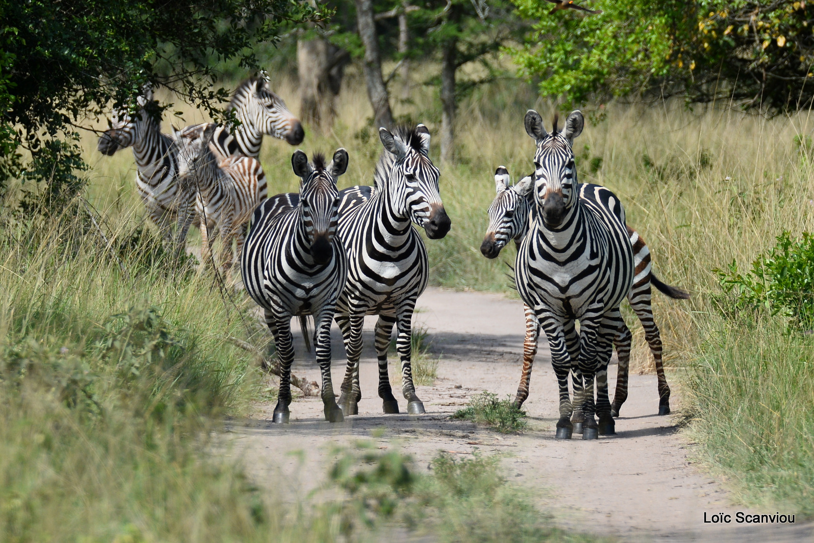 Zèbre de Burchell/Burchell's Zebra (2)