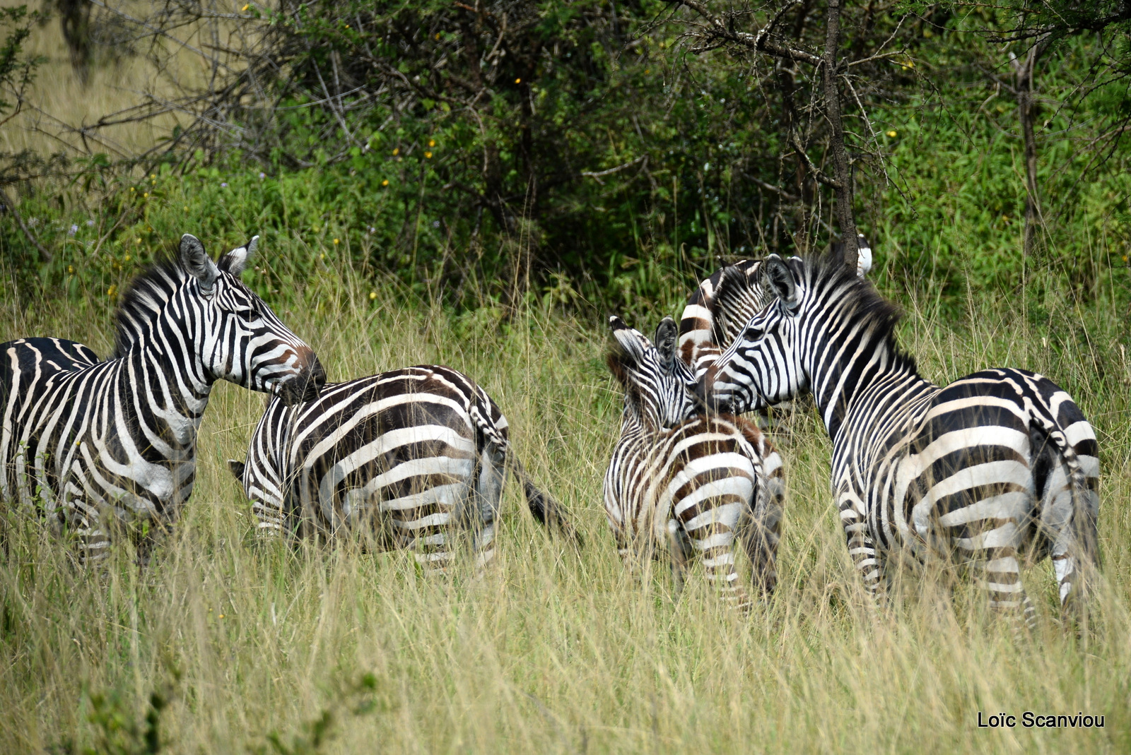 Zèbre de Burchell/Burchell's Zebra (3)