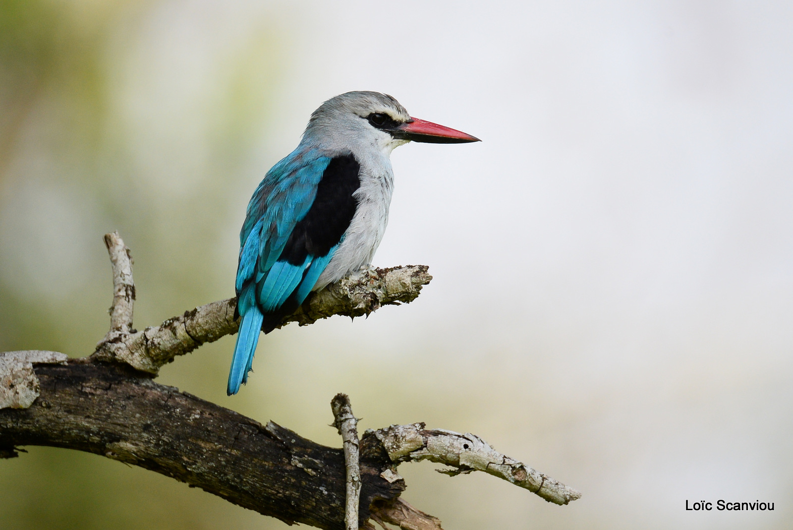 Martin-chasseur du Sénégal/Woodland Kingfisher (1)