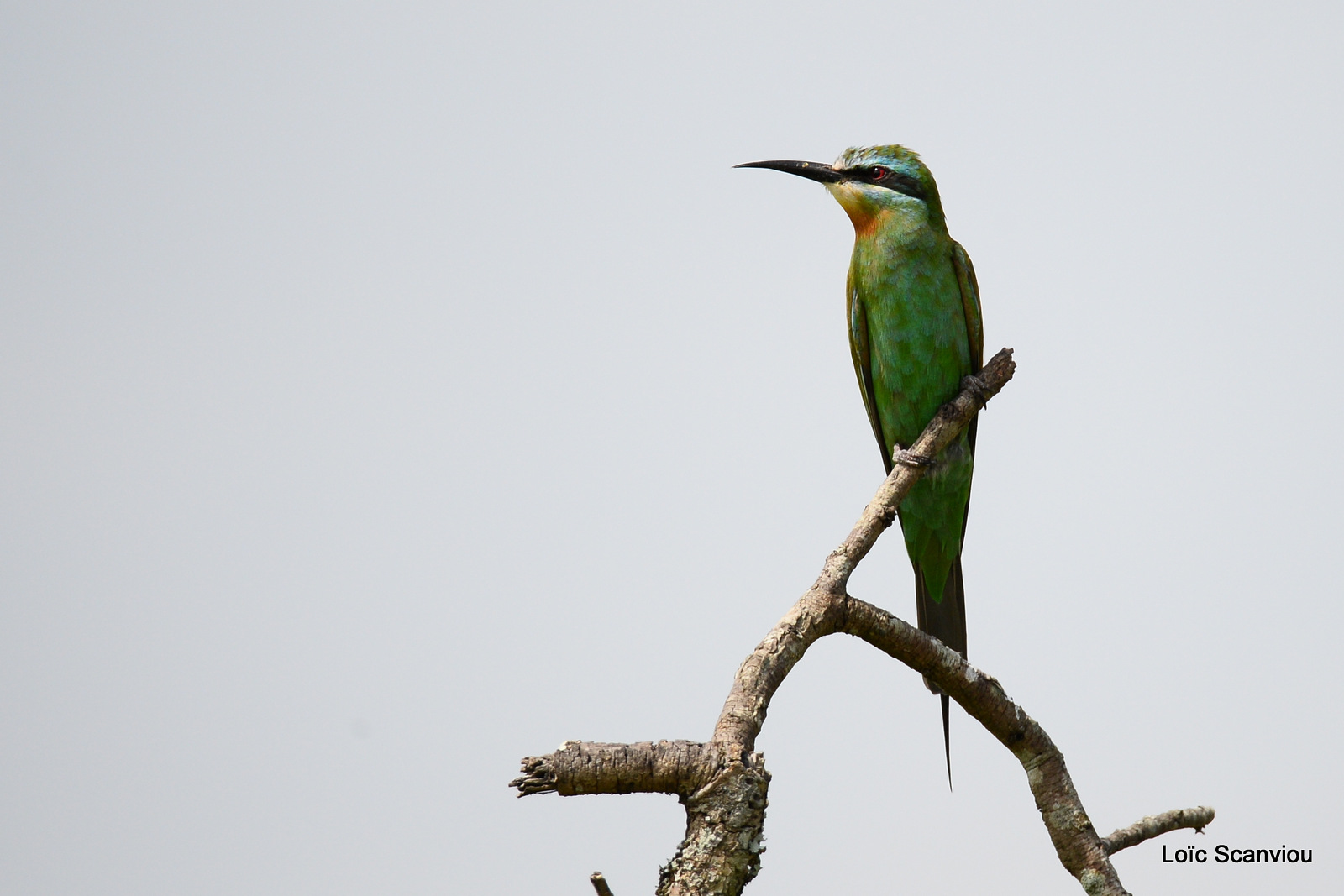 Guêpier de perse/Blue-cheeked Bee-eater (1)