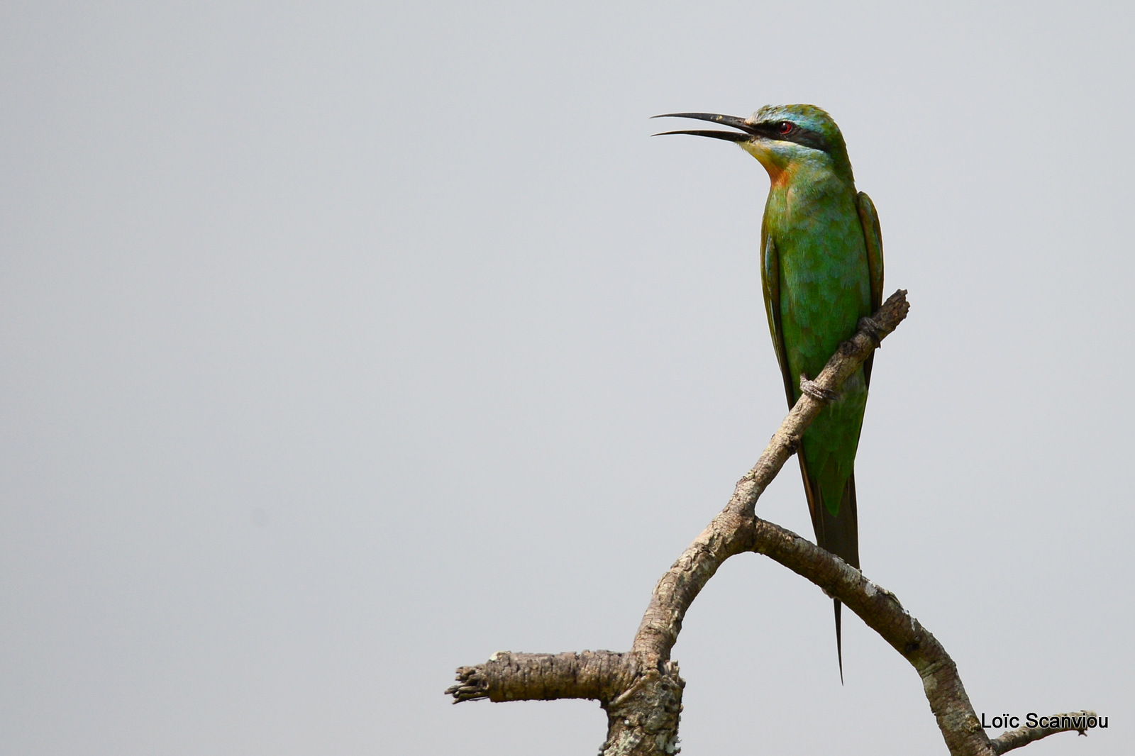 Guêpier de perse/Blue-cheeked Bee-eater (2)
