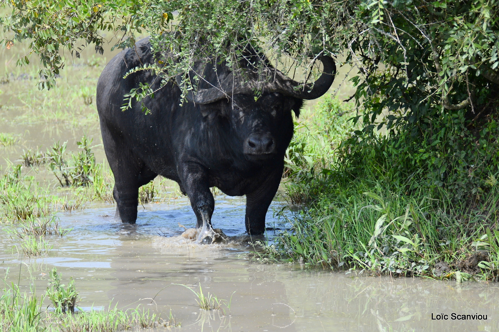 Buffle d'Afrique/Cape Buffalo (1)