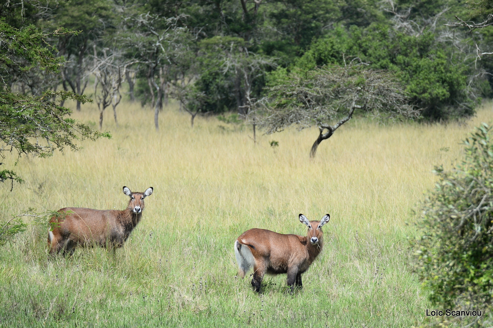 Cobe defassa/Defassa Waterbuck (1)
