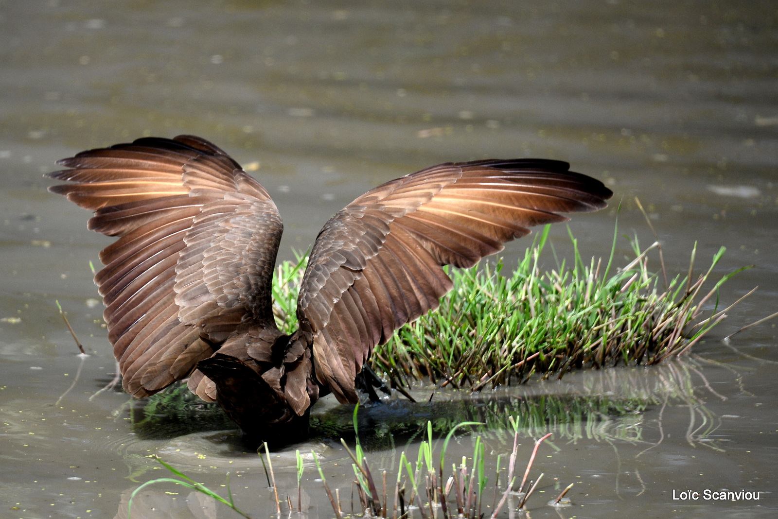 Ombrette/Hamerkop (1)