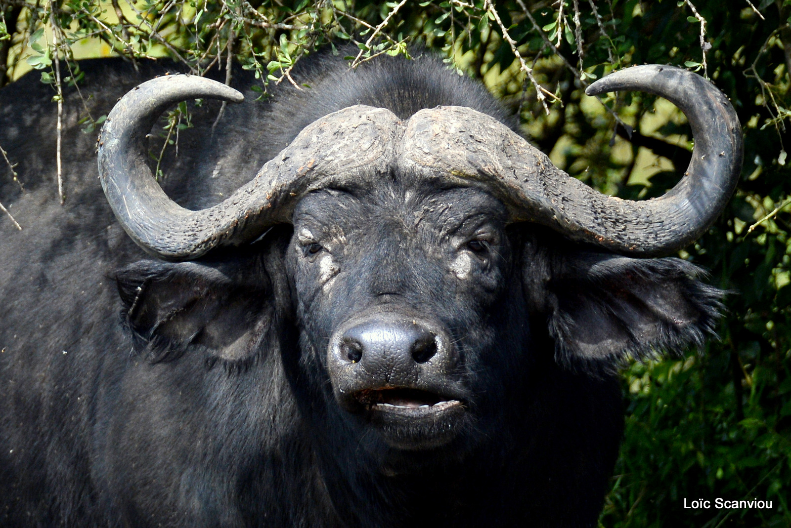 Buffle d'Afrique/Cape Buffalo (2)
