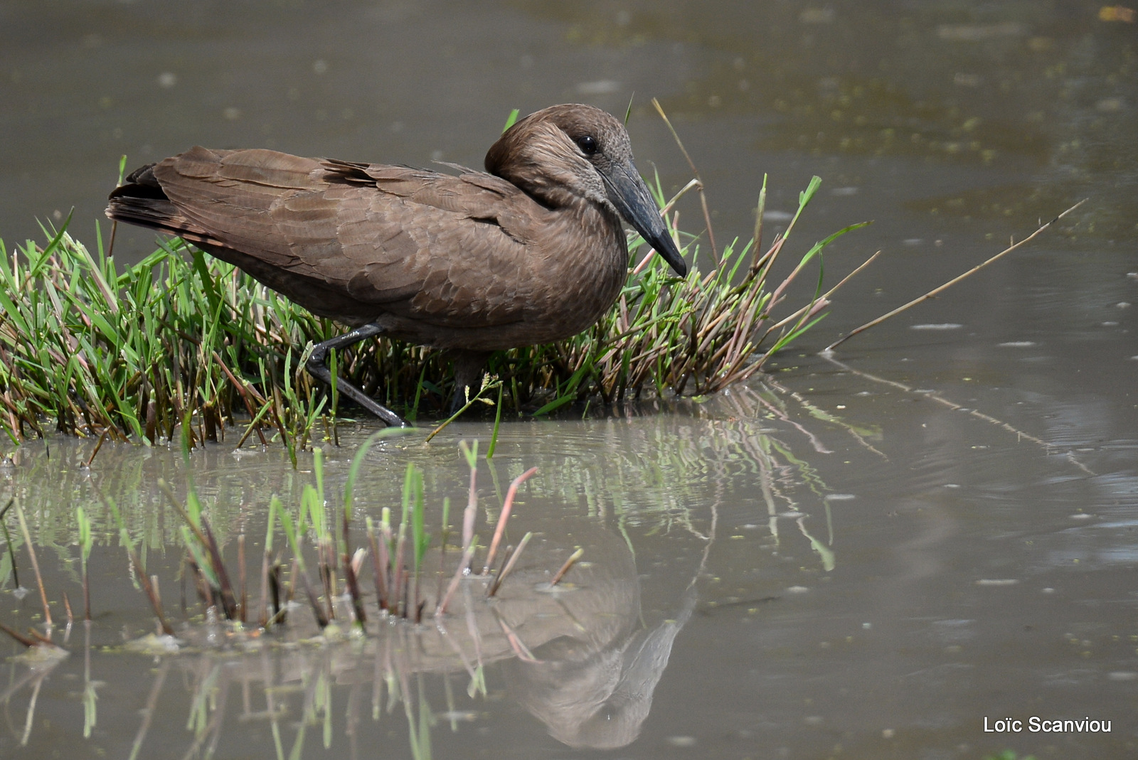 Ombrette/Hamerkop (2)
