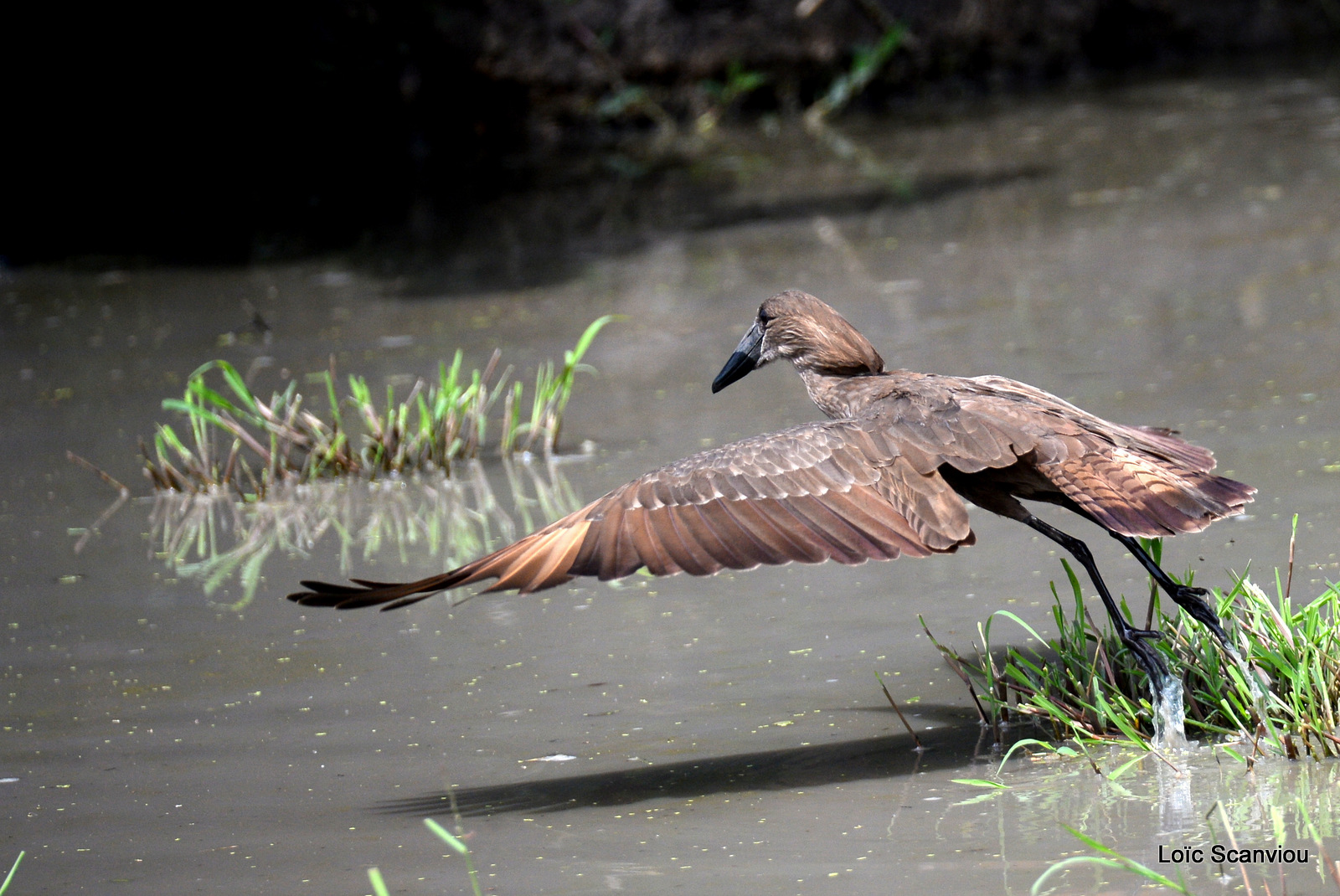 Ombrette/Hamerkop (3)