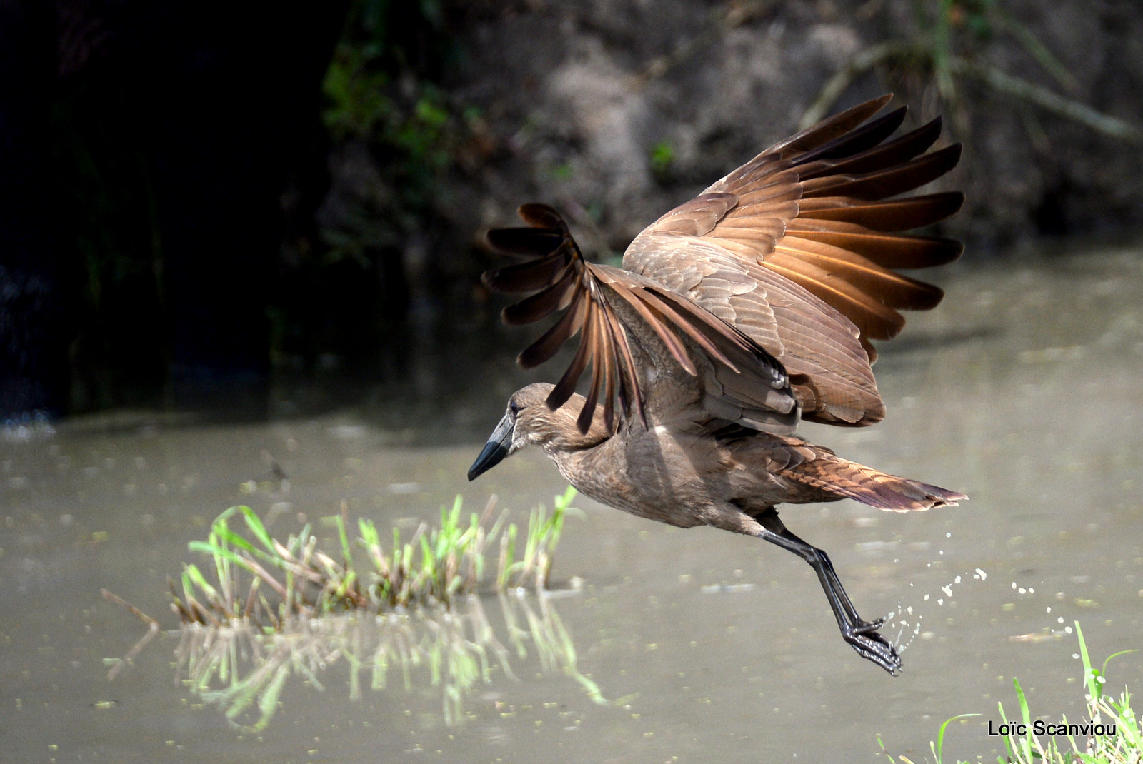 Ombrette/Hamerkop (4)