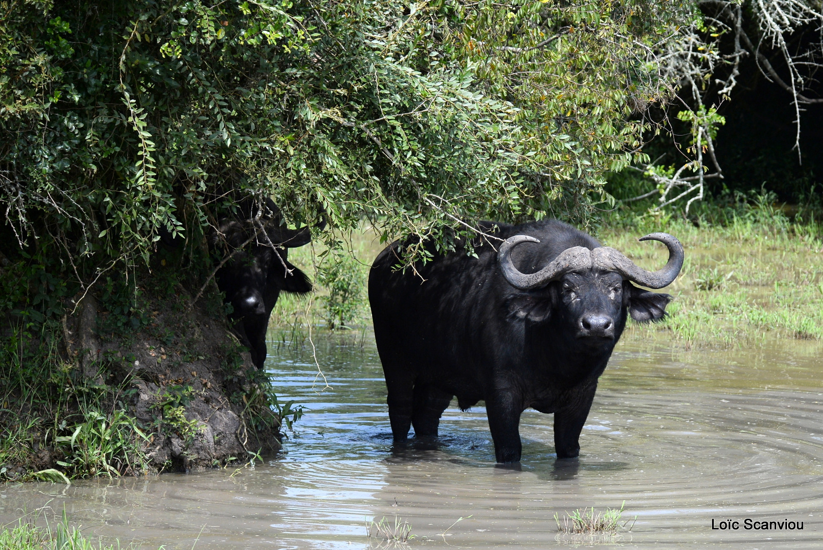 Buffle d'Afrique/Cape Buffalo (3)