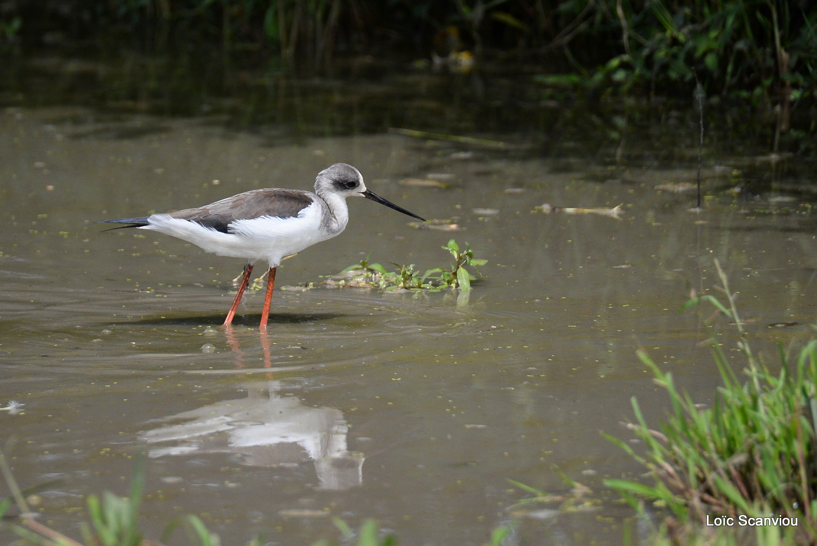 Lake Mburo (44)