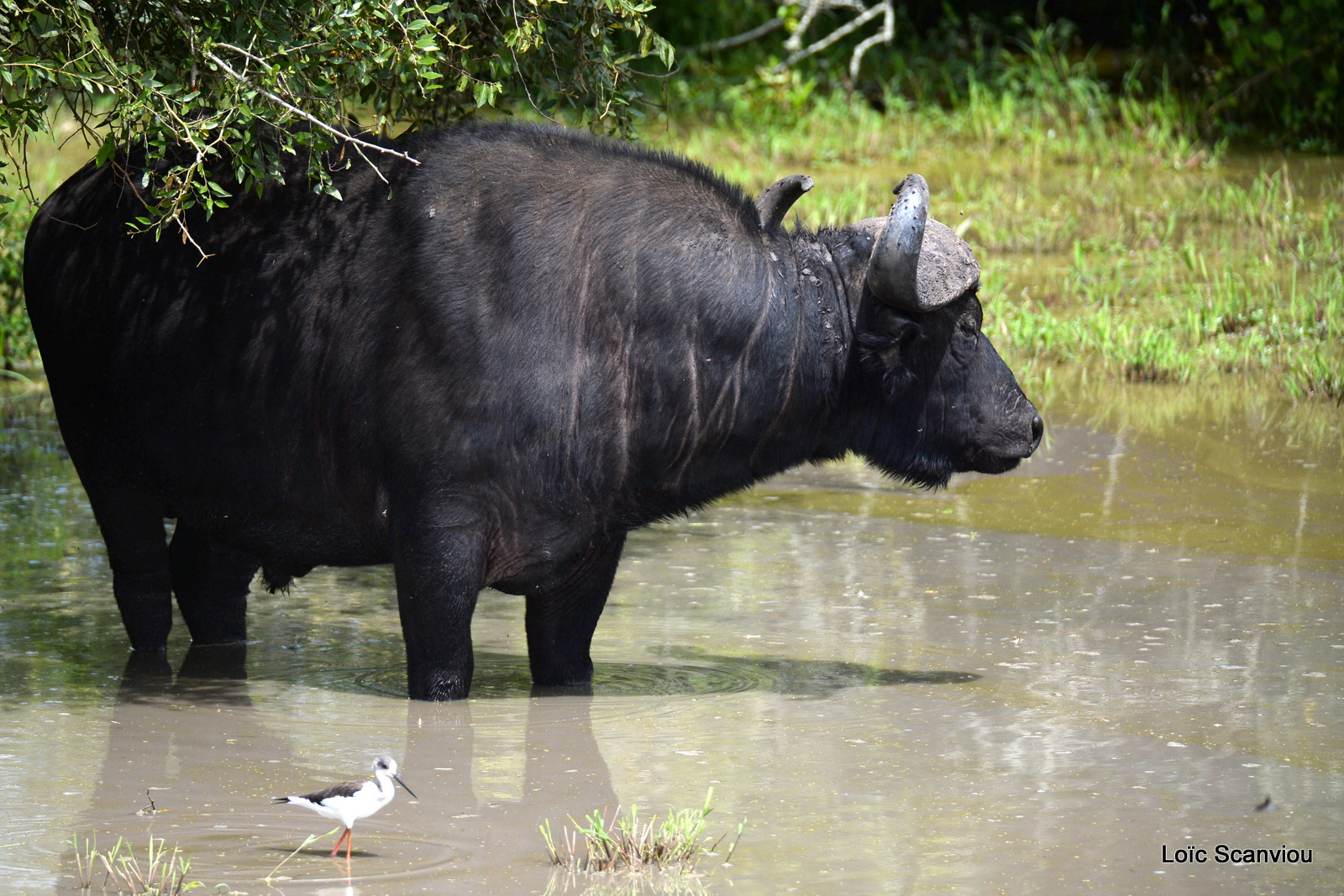 Buffle d'Afrique/Cape Buffalo (4)