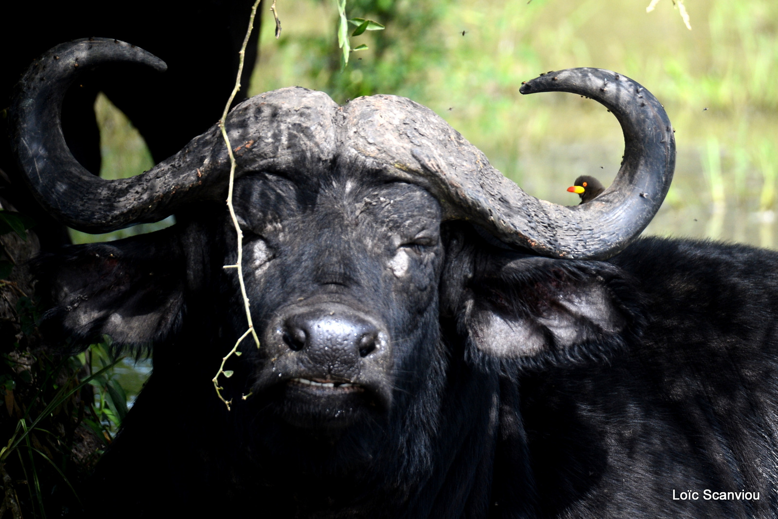 Buffle d'Afrique/Cape Buffalo (5)