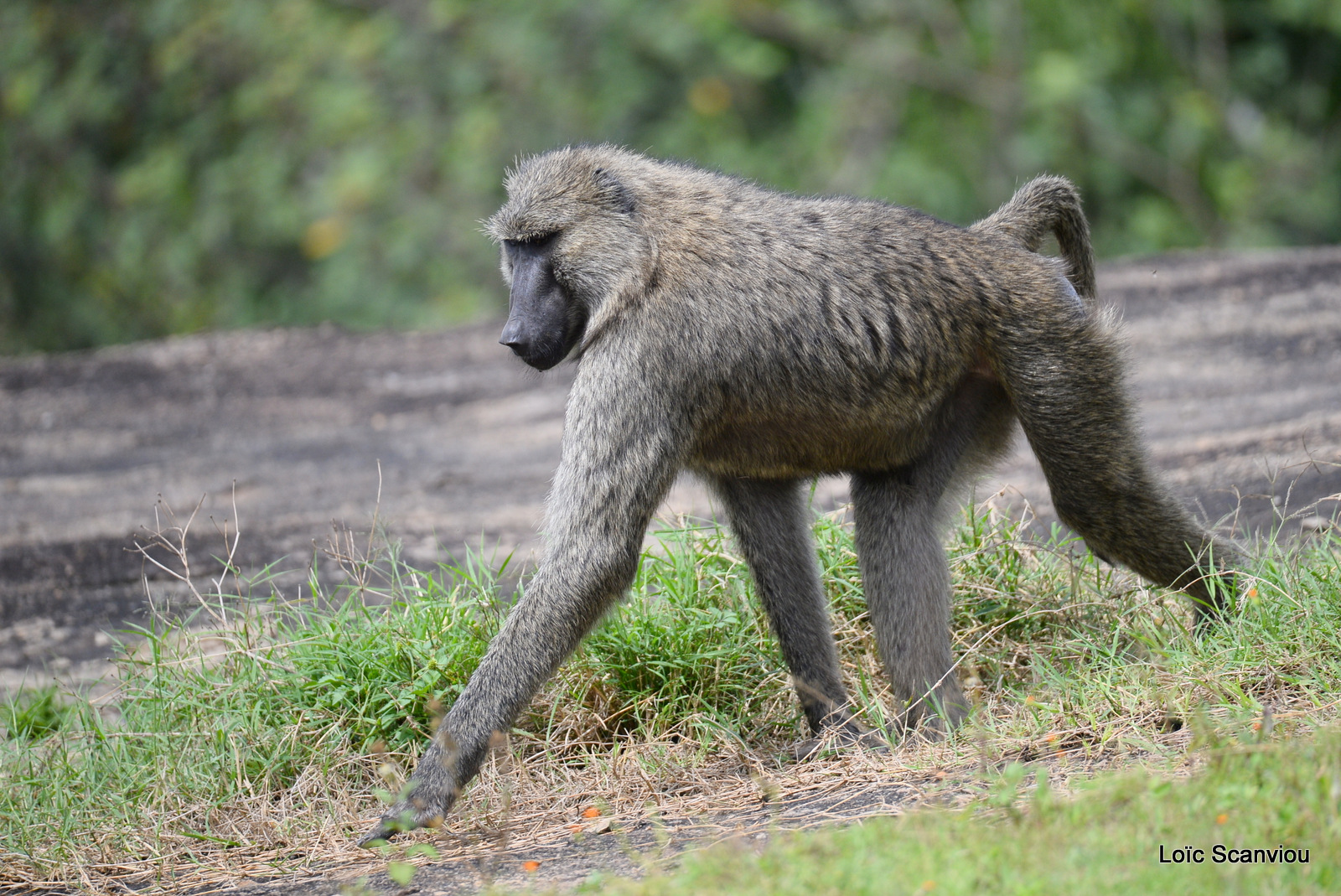 Babouin olive/Olive Baboon (1)