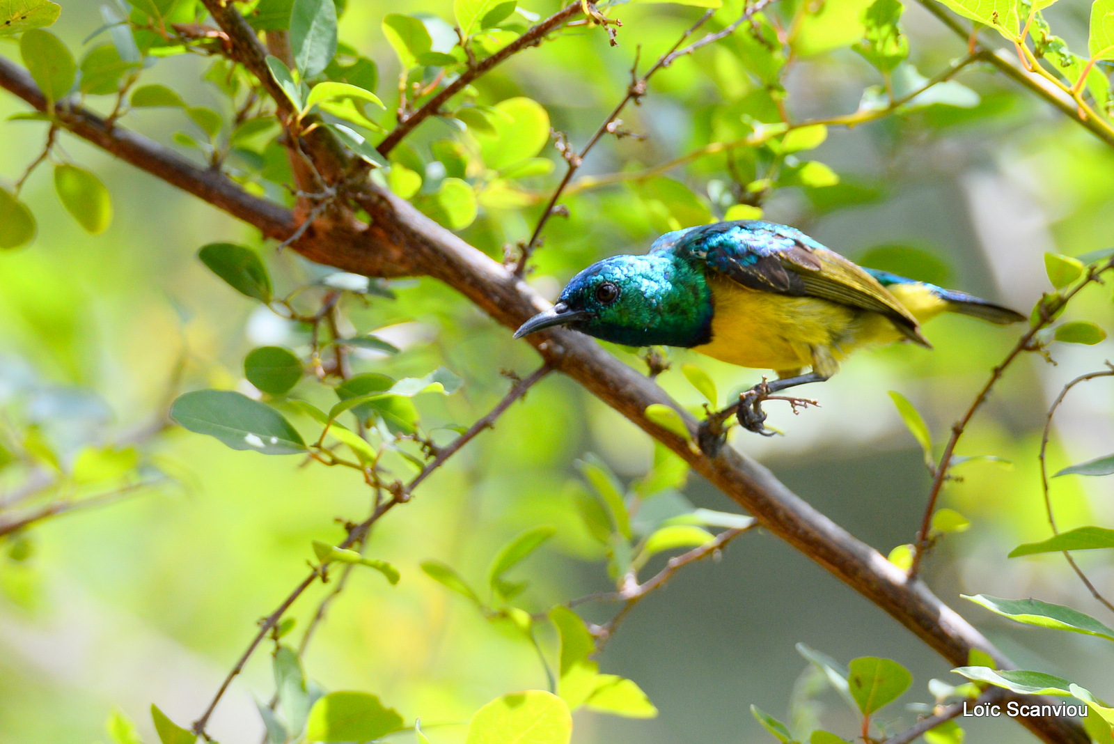 Souimanga variable/Variable Sunbird (1)