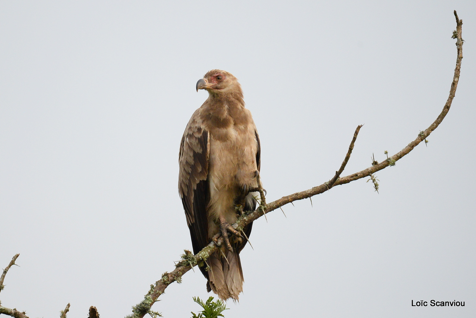 Lake Mburo (5)