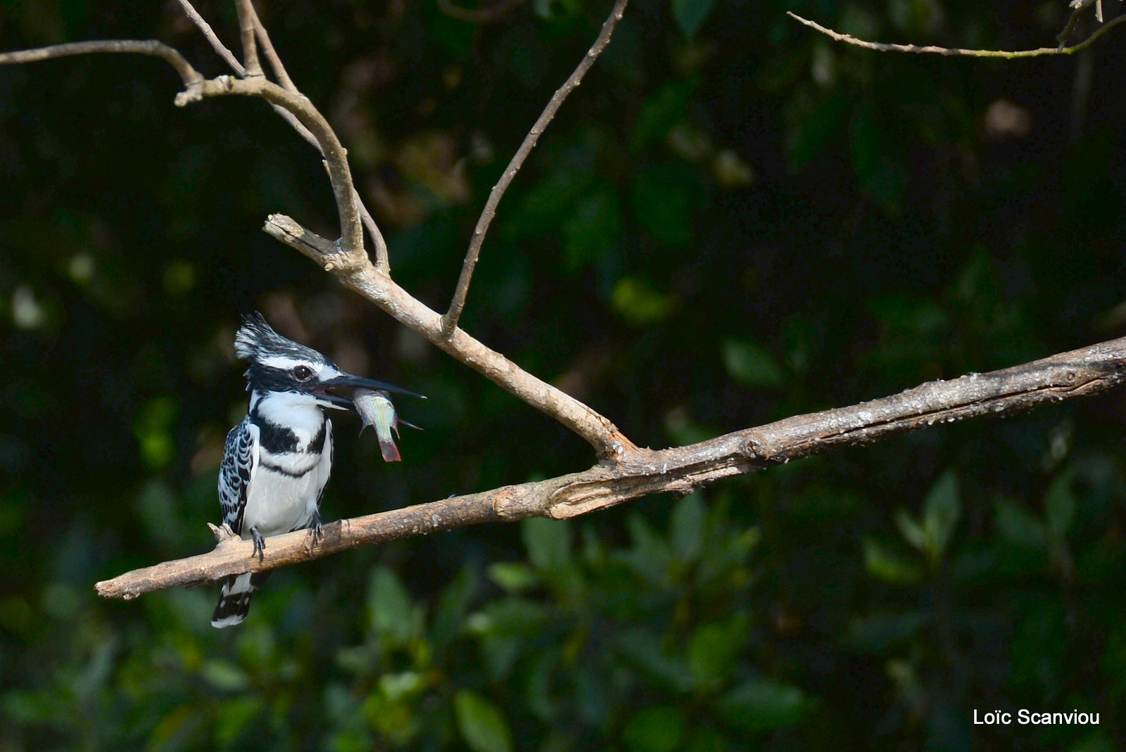 Martin-pêcheur pie/Pied Kingfisher (1)