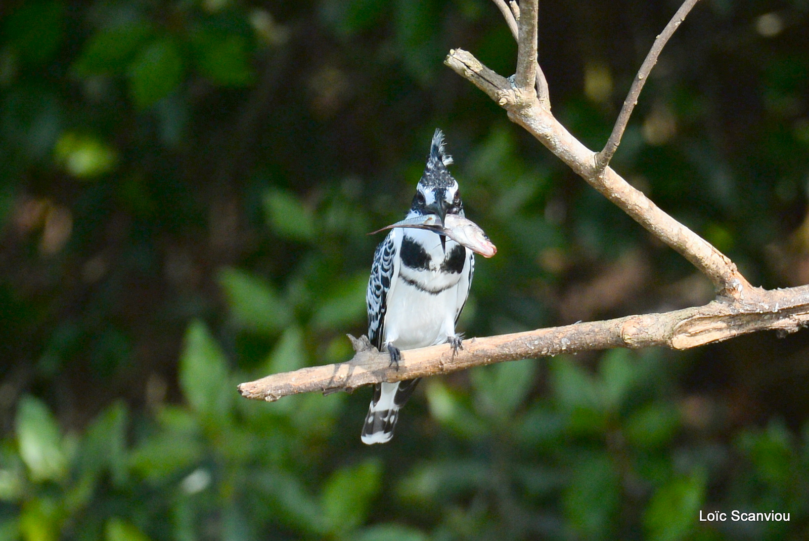 Martin-pêcheur pie/Pied Kingfisher (2)