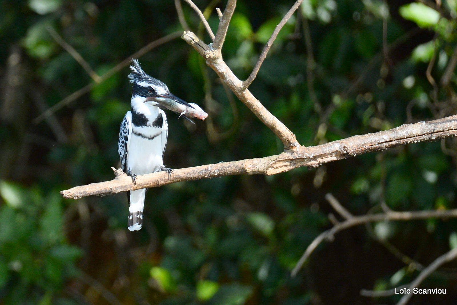 Martin-pêcheur pie/Pied Kingfisher (3)