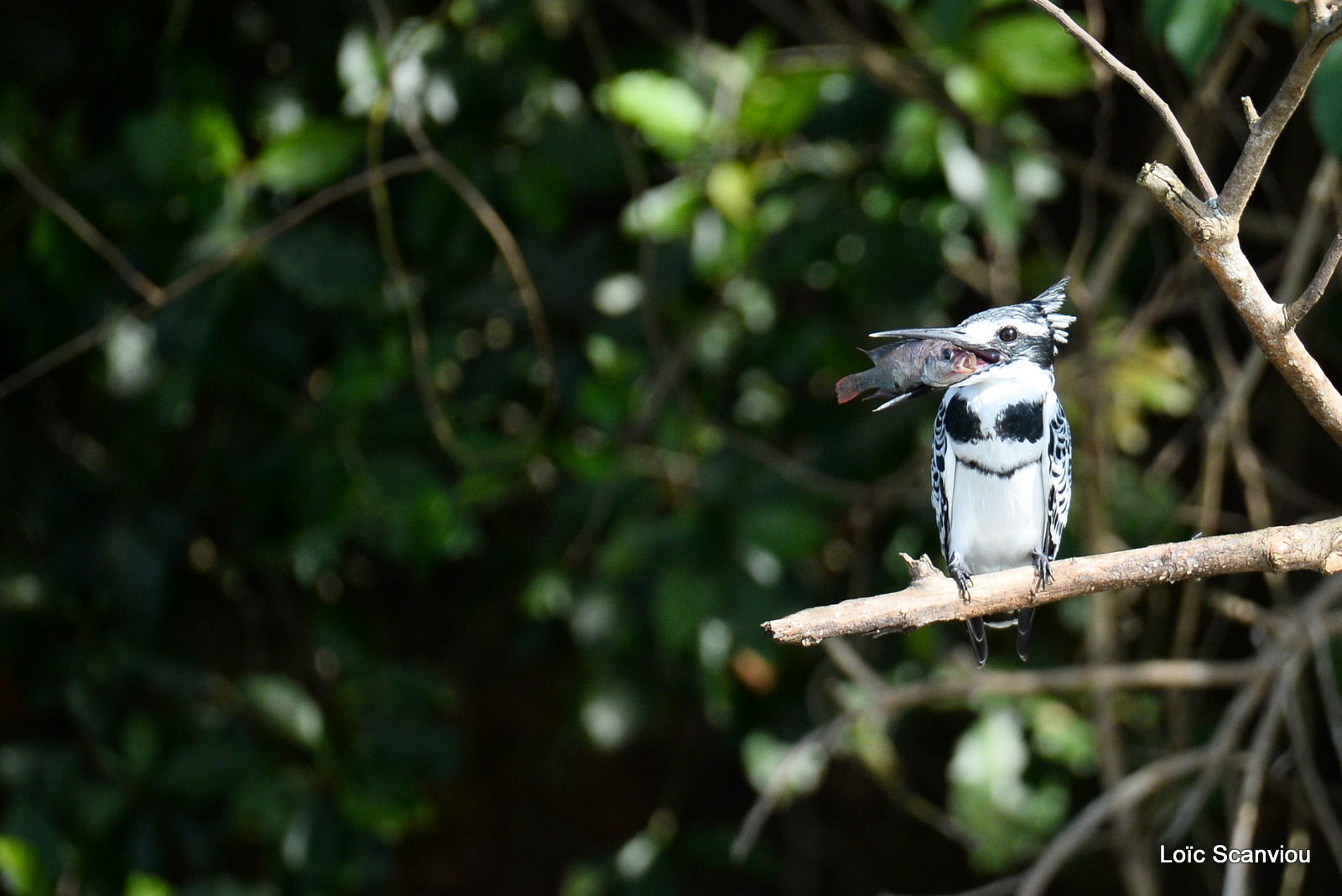 Martin-pêcheur pie/Pied Kingfisher (4)