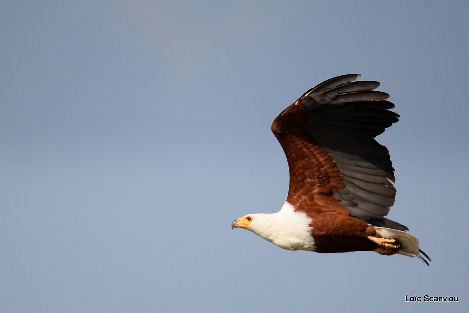 Aigle vocifère/African Fish Eagle (1)