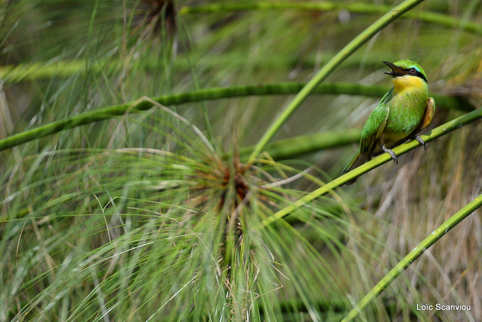 Guêpier de perse/Blue-cheeked Bee-eater (3)