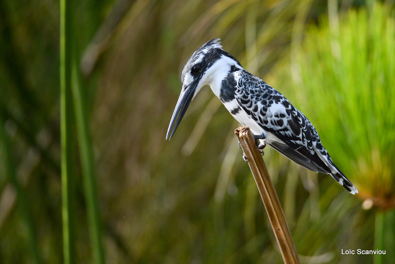 Martin-pêcheur pie/Pied Kingfisher (5)