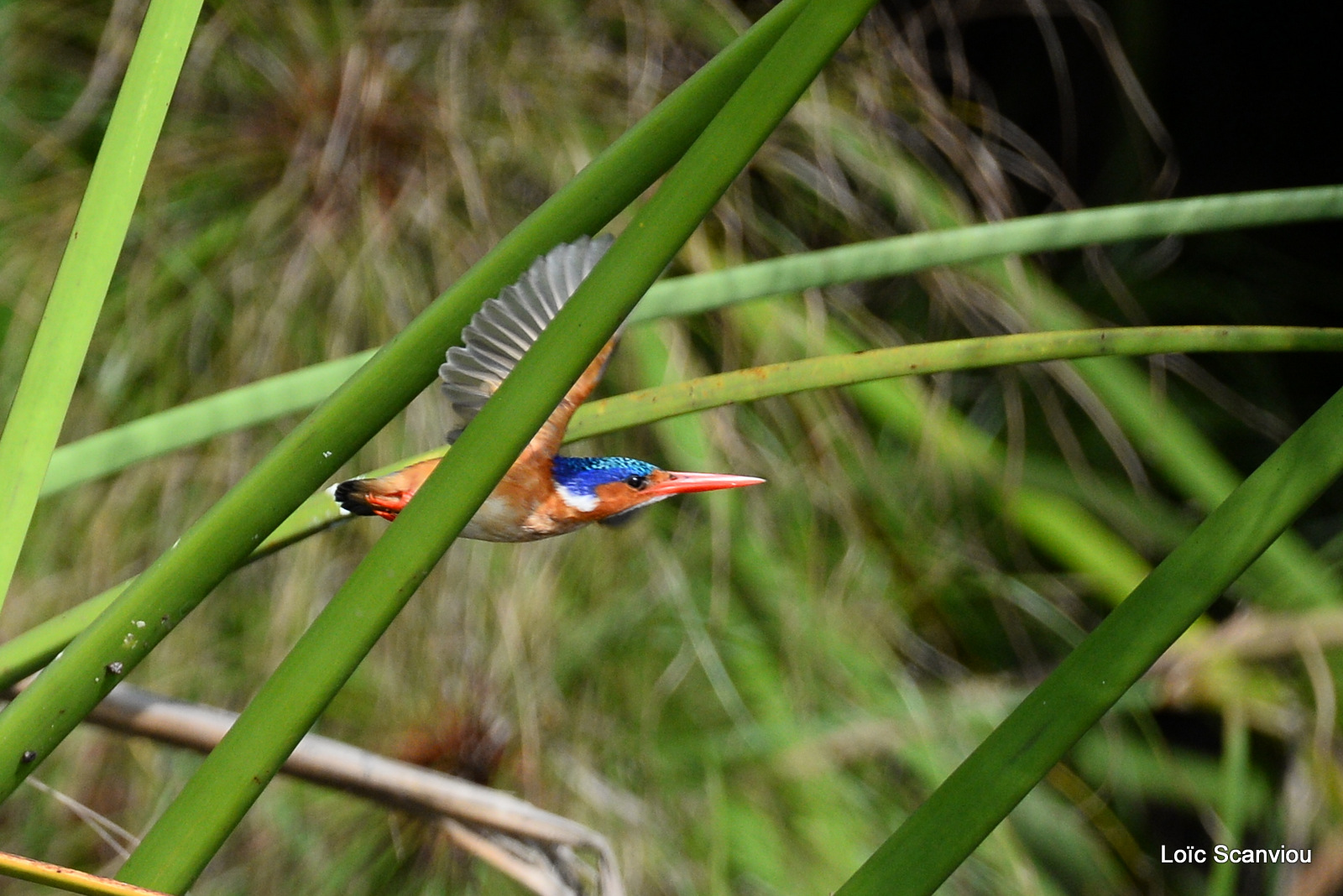 Martin-pêcheur huppé/Malachite Kingfisher (3)