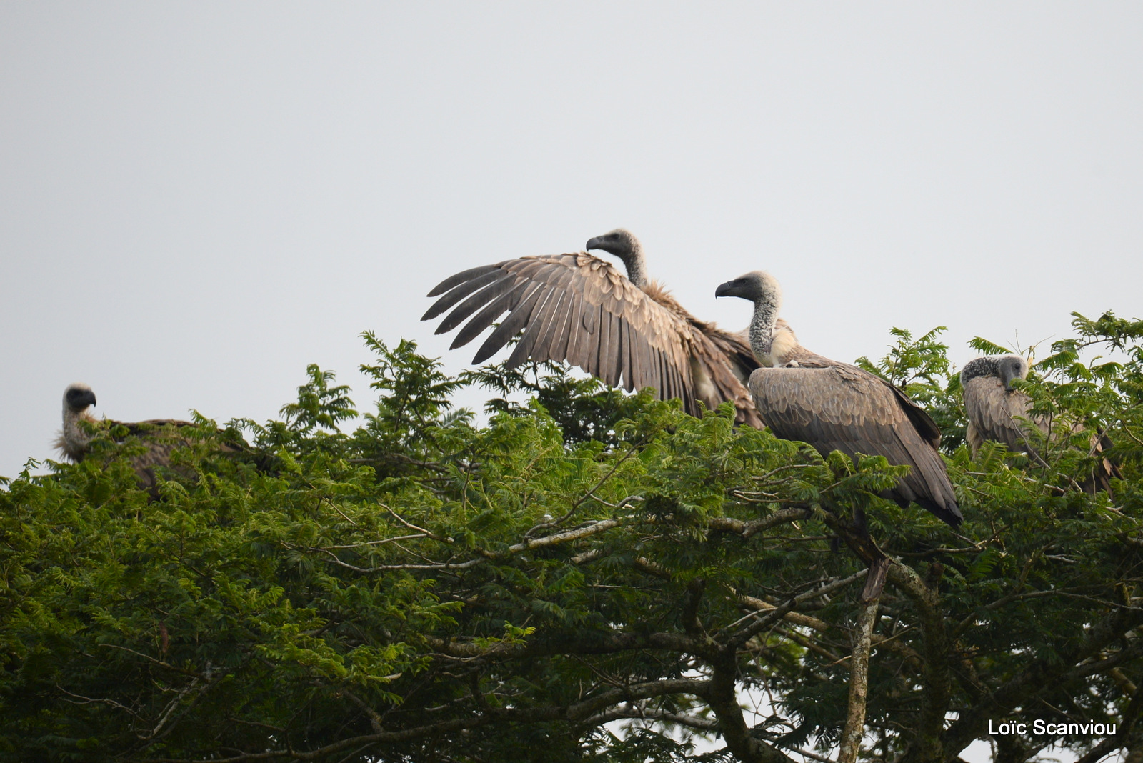 Lake Mburo (6)