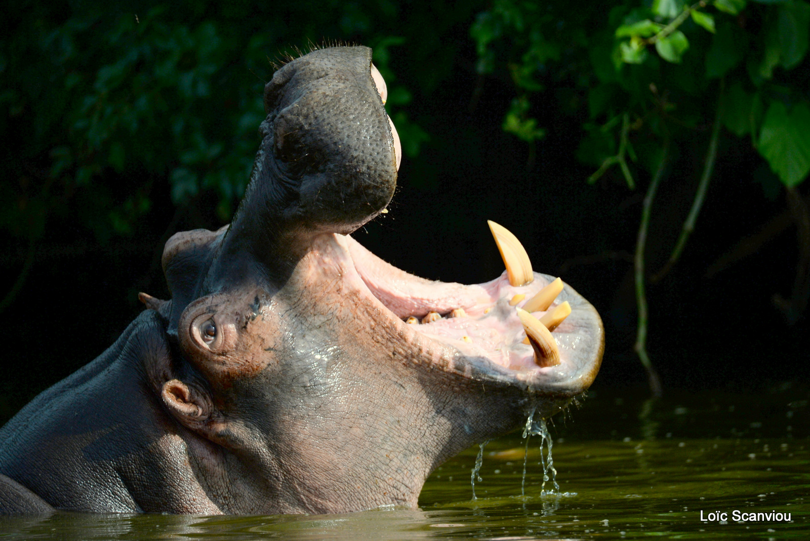 Hippopotame amphibie/Common Hippopotamus (1)