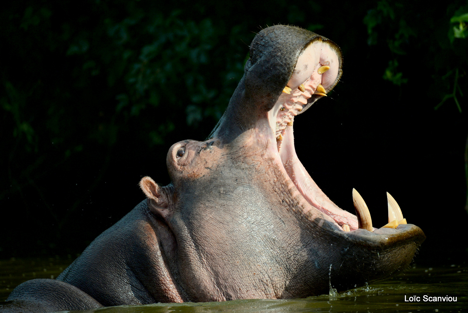 Hippopotame amphibie/Common Hippopotamus (2)