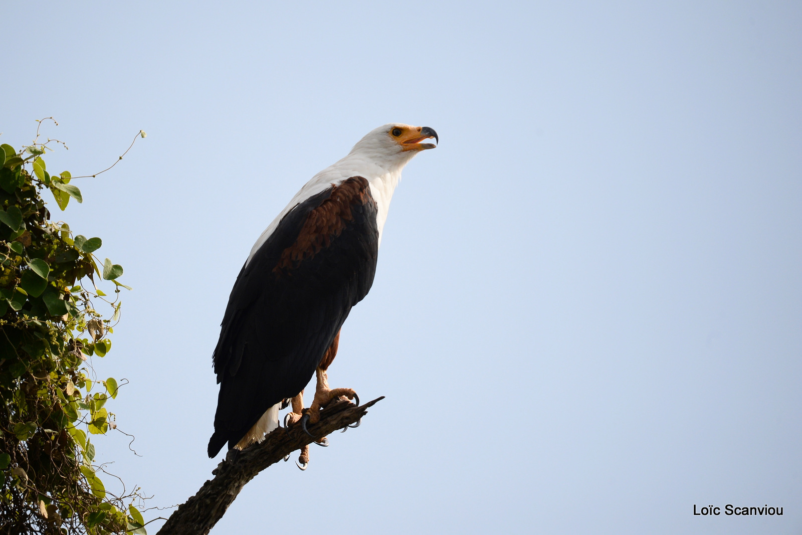 Aigle vocifère/African Fish Eagle (2)