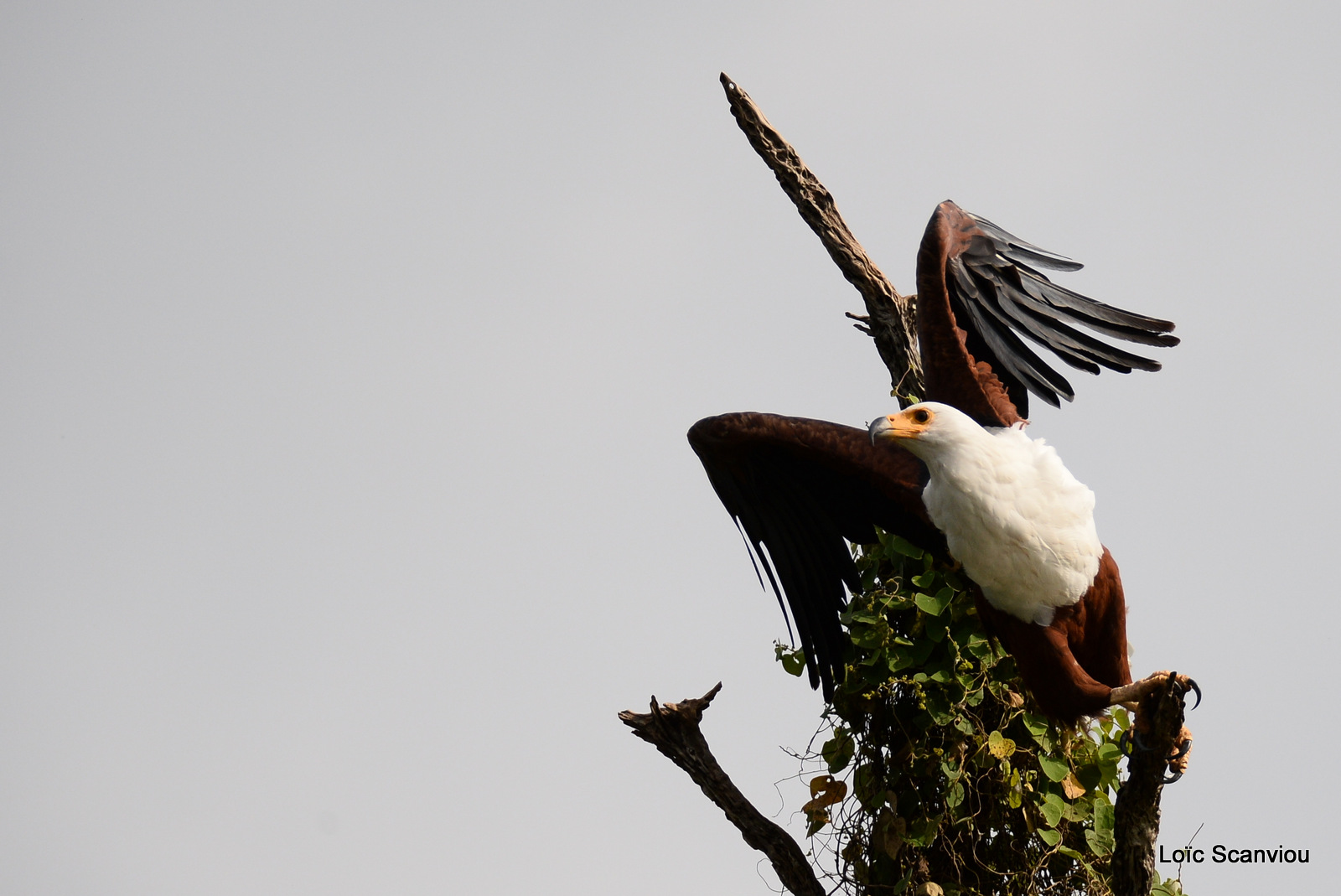 Aigle vocifère/African Fish Eagle (3)