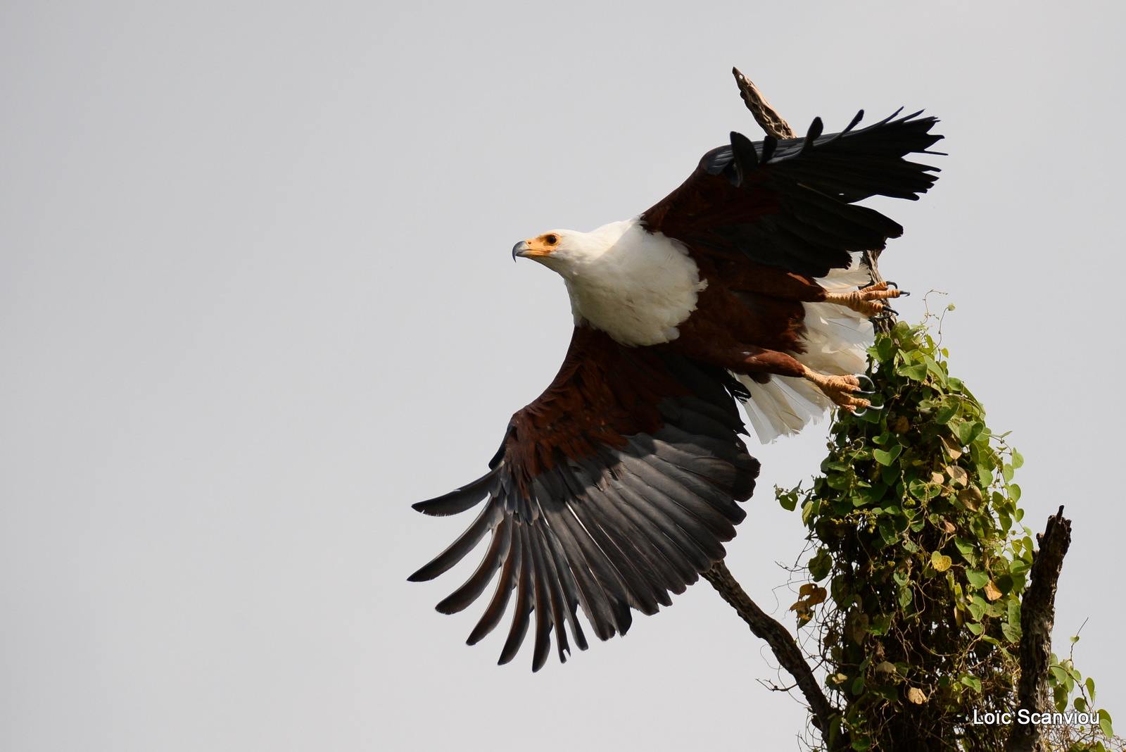 Aigle vocifère/African Fish Eagle (4)