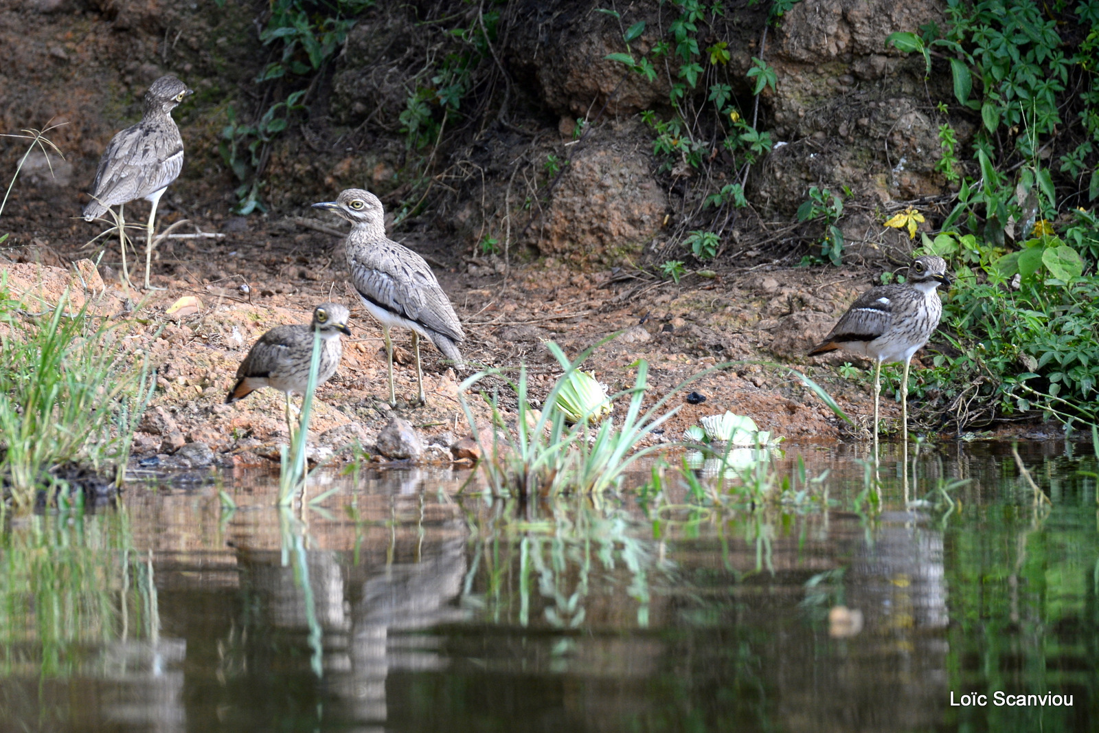 Lake Mburo (65)