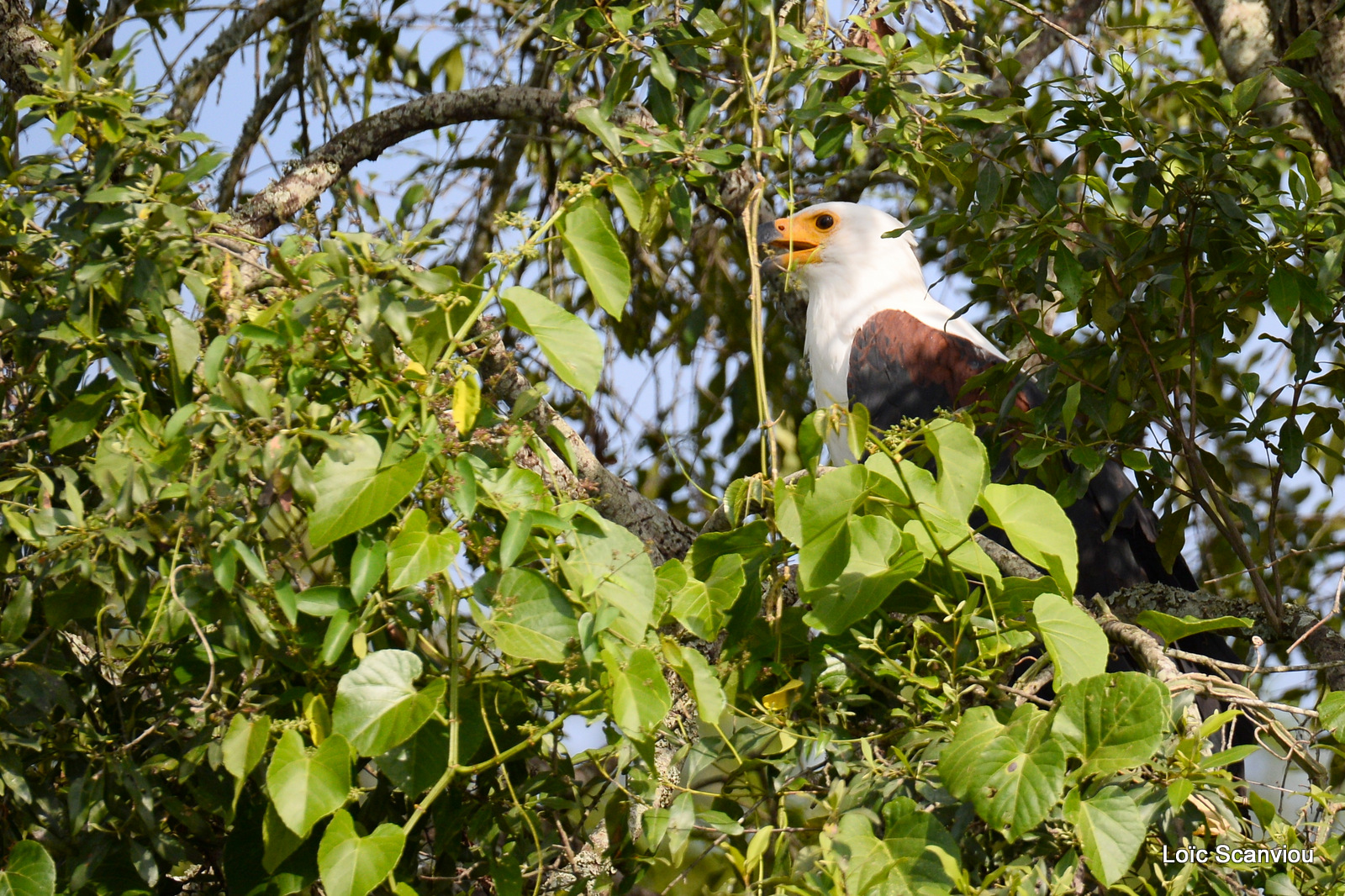 Aigle vocifère/African Fish Eagle (5)