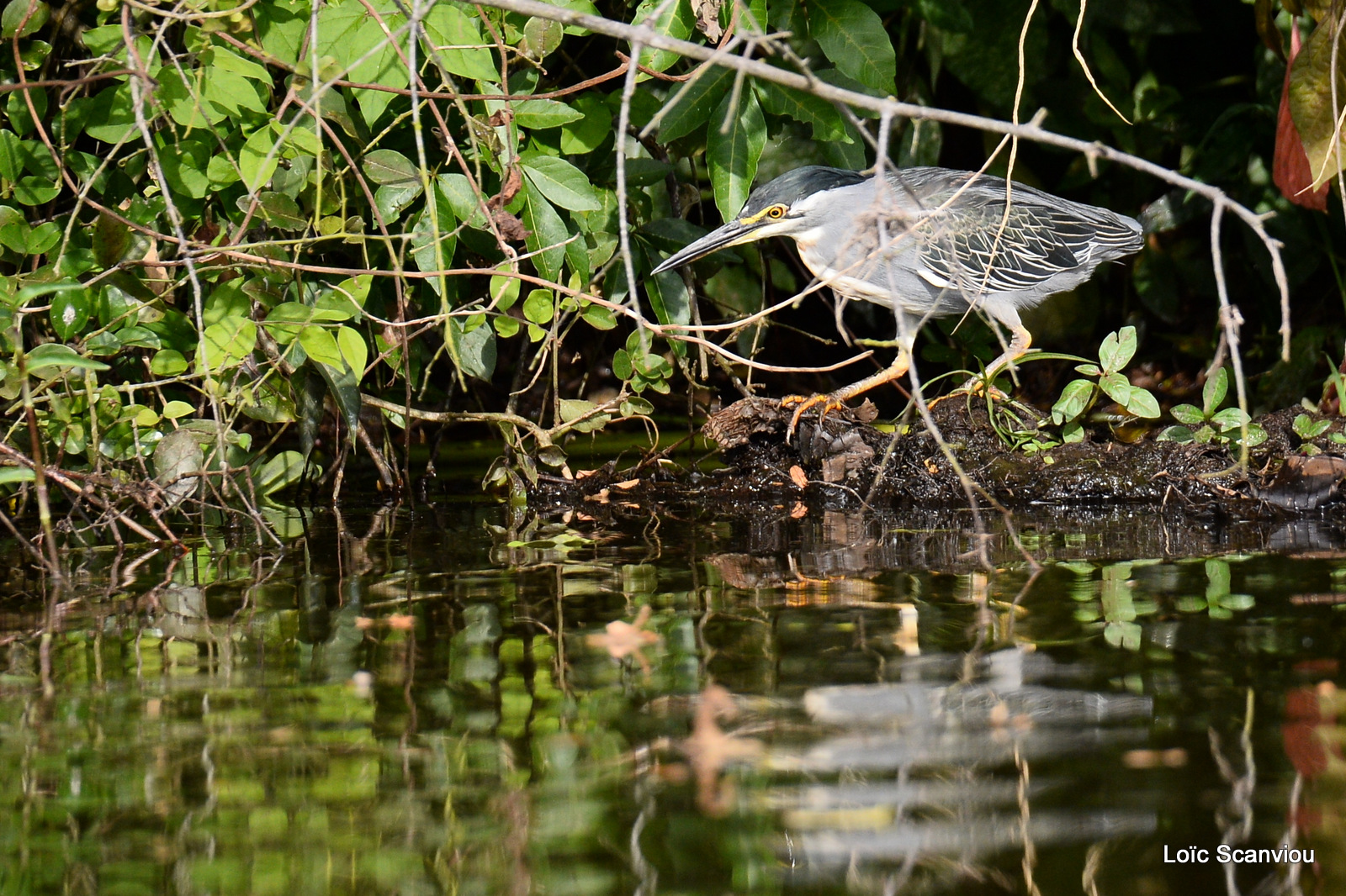 Bihoreau gris/Black-crowned Night-Heron (1)