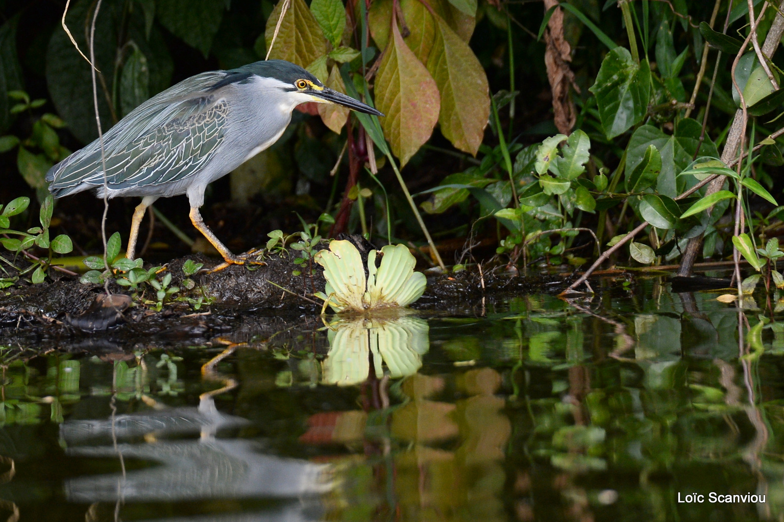 Bihoreau gris/Black-crowned Night-Heron (2)