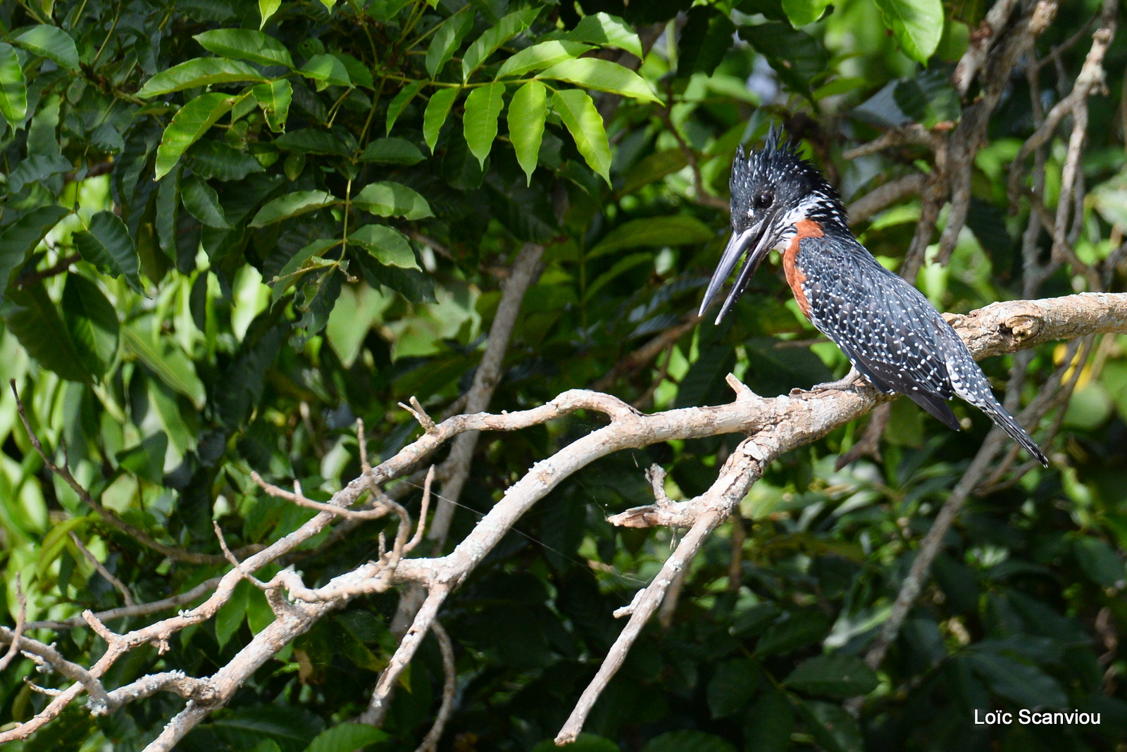 Martin-pêcheur géant/Giant Kingfisher (1)