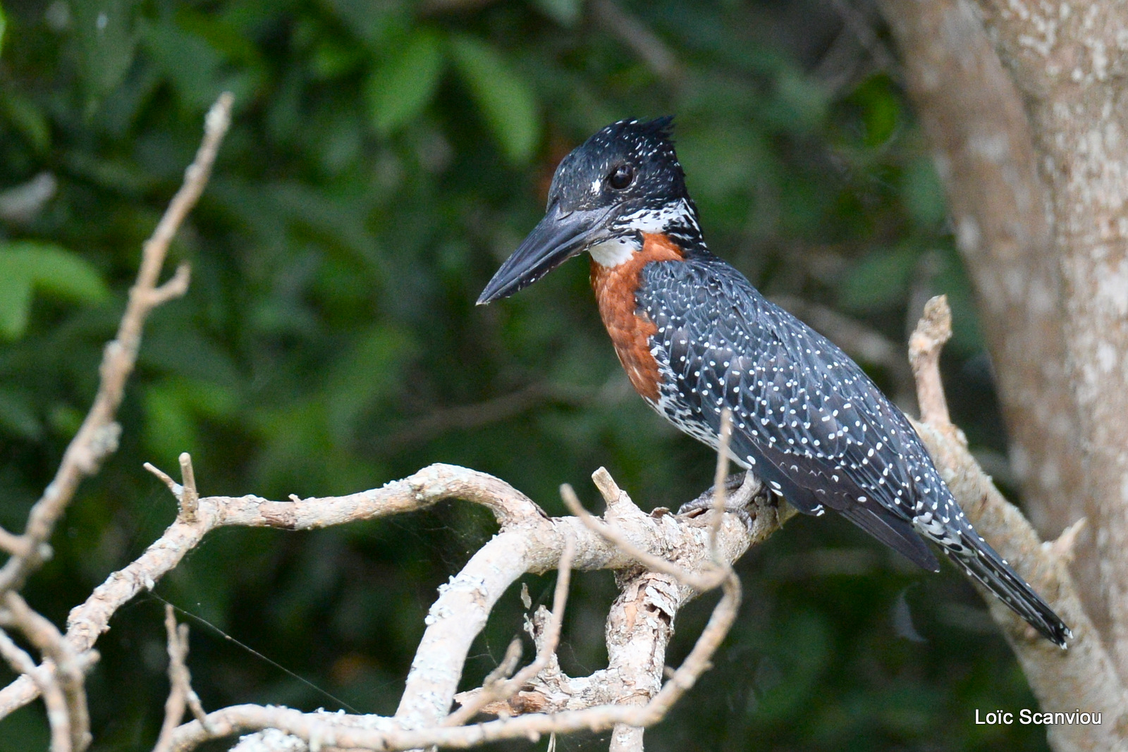 Martin-pêcheur géant/Giant Kingfisher (2)