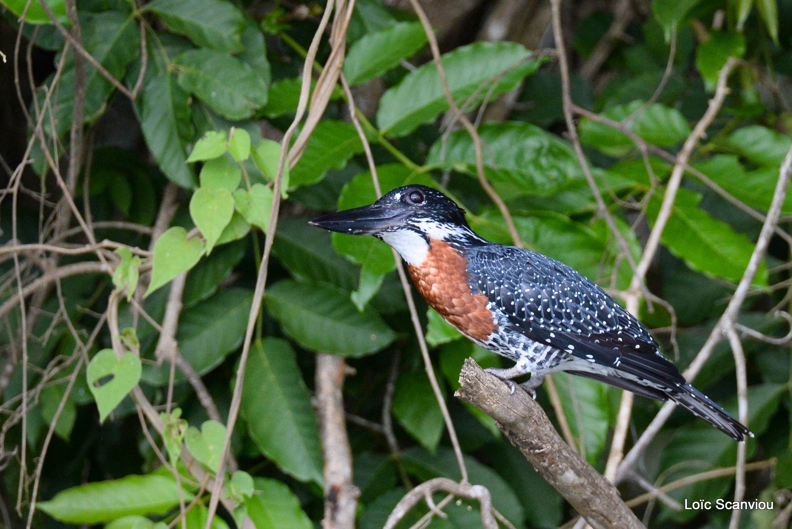 Martin-pêcheur géant/Giant Kingfisher (3)