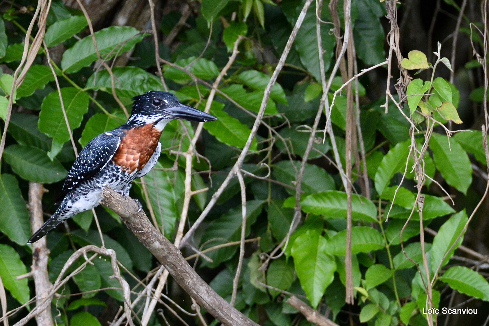 Martin-pêcheur géant/Giant Kingfisher (4)