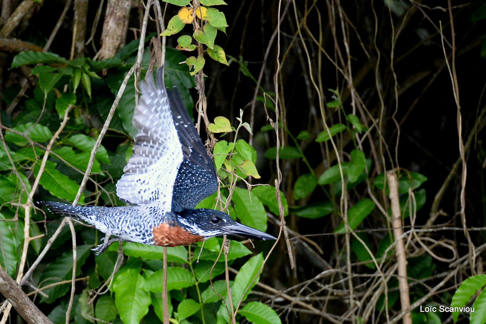 Martin-pêcheur géant/Giant Kingfisher (5)