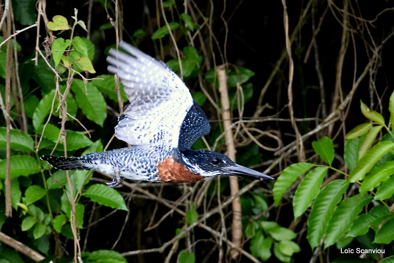 Martin-pêcheur géant/Giant Kingfisher (6)