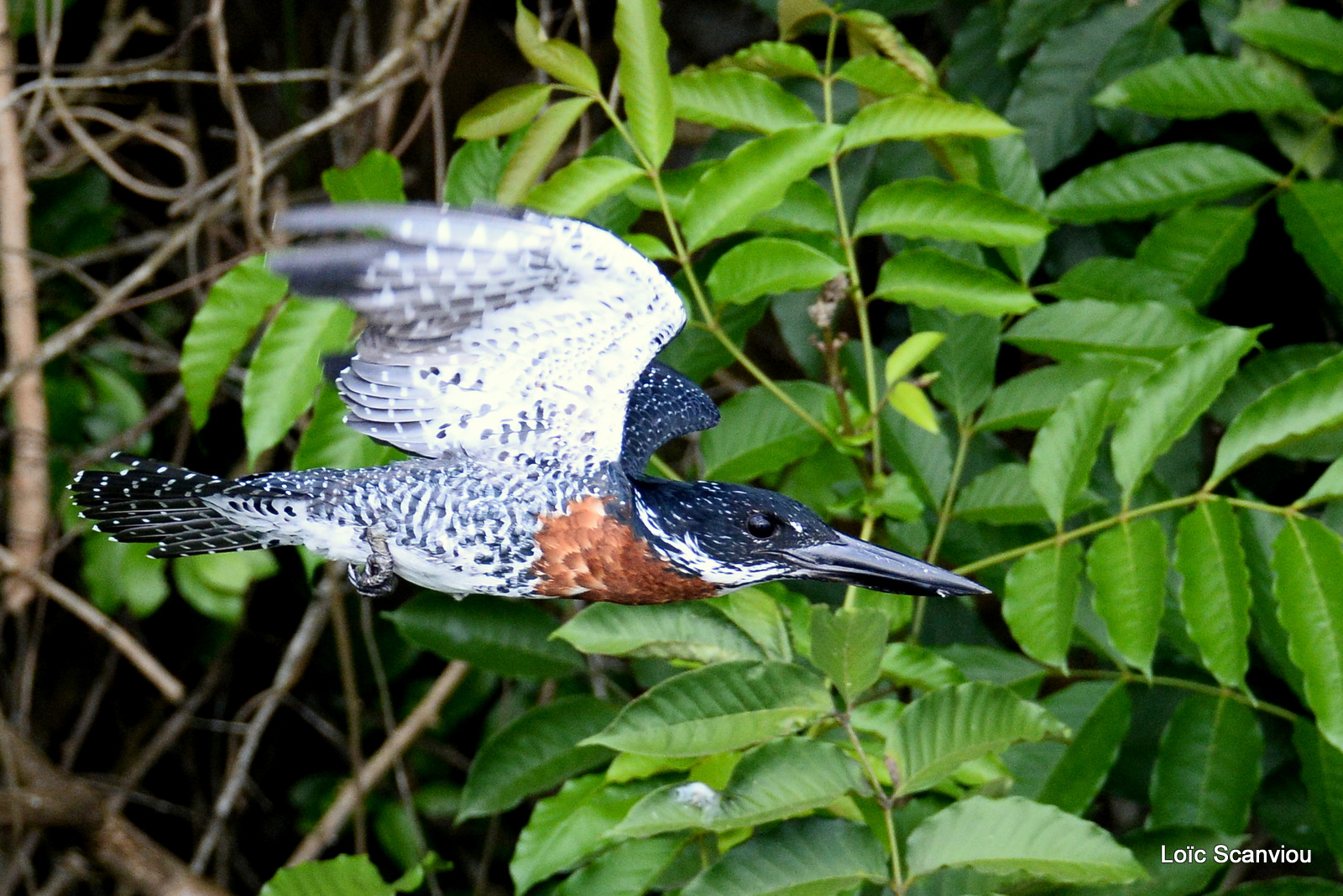 Martin-pêcheur géant/Giant Kingfisher (7)